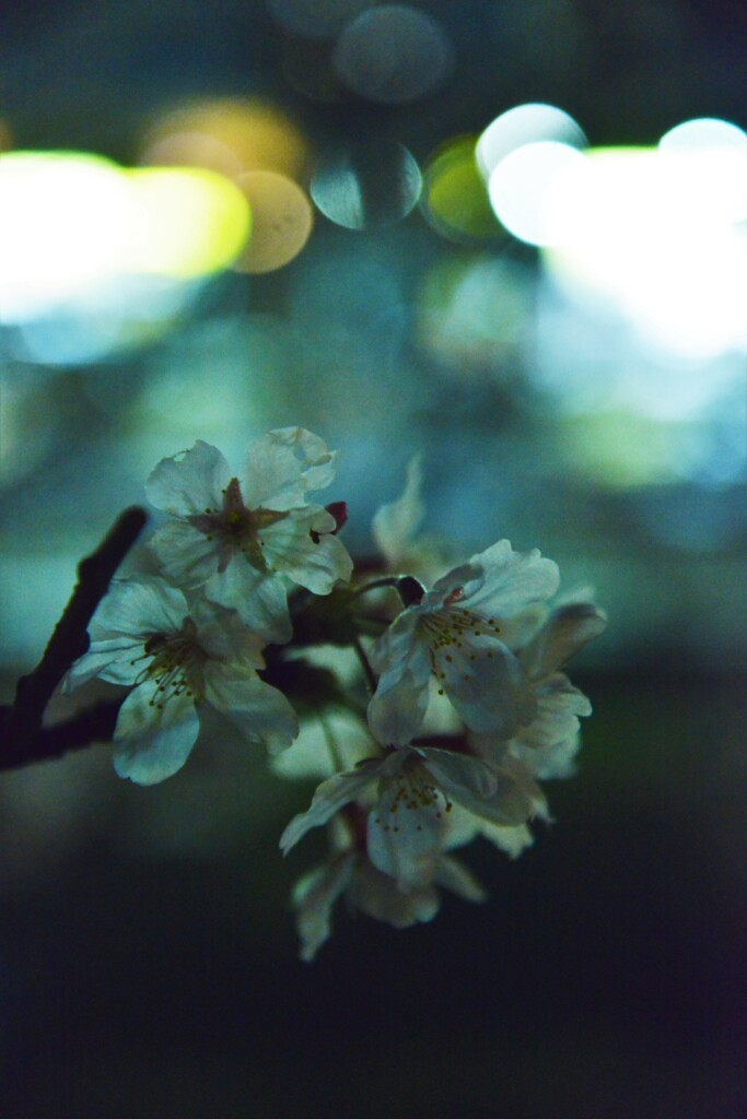 夢は夜ひらく。。。！