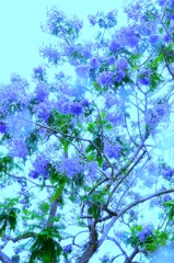 ジャカランダの咲く家　②。。。！