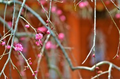 稲荷神社の枝垂梅　①。。。！