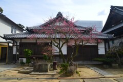 善通寺．．庭の紅梅。。。！