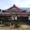 善通寺．．庭の紅梅。。。！