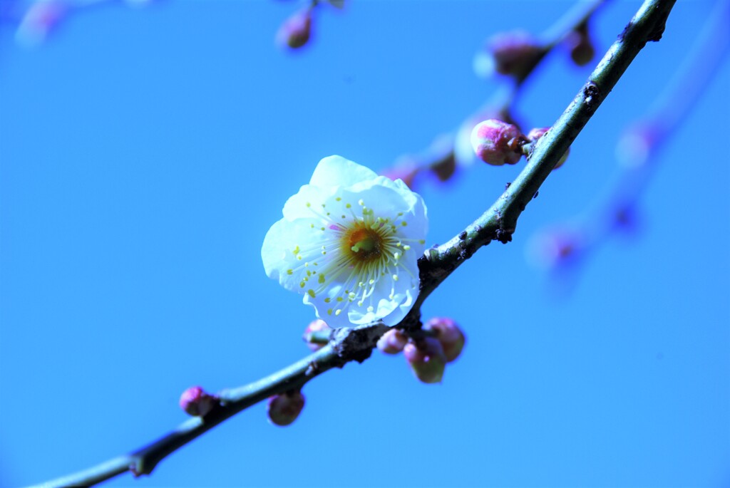 春の伝道師　一輪