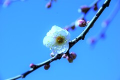 春の伝道師　一輪