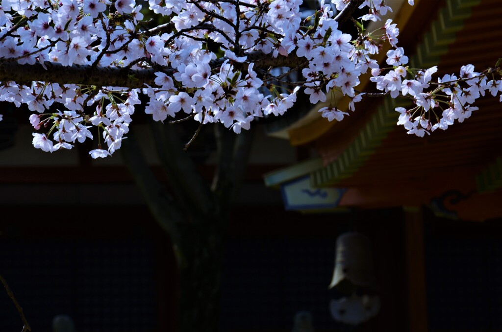 極楽浄土の春　②。。。！