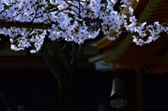 極楽浄土の春　②。。。！
