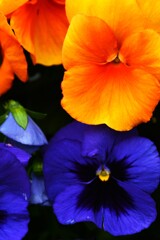 春の訪れ　➁。。。！