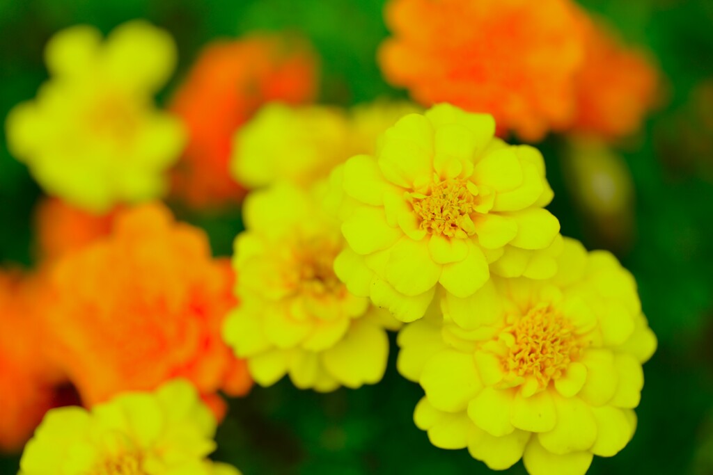 秋色の花かんざし　②。。。！