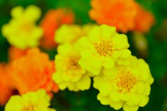 秋色の花かんざし ②。。。! 秋色の花かんざし ②。。。!