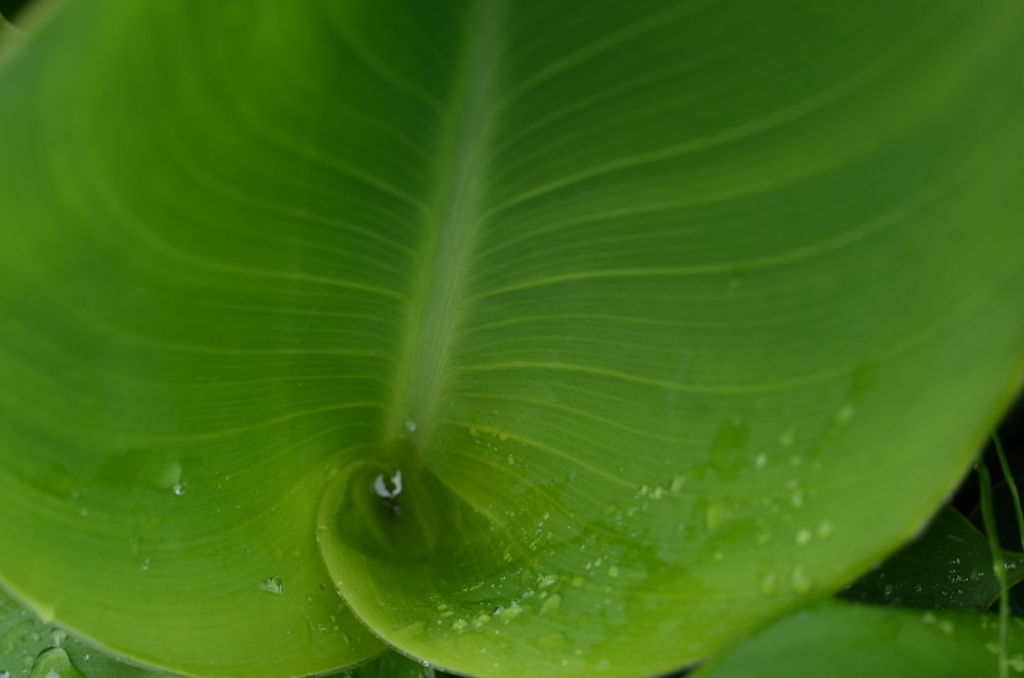 雨の日の草たち　③。。。！