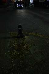 淋しい歩道。。。！
