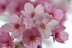 平和の誓い．．陽光櫻　①。。。！