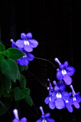 漆黒に咲く華　②。。。！
