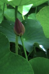 雨に打たれて　➂。。。！