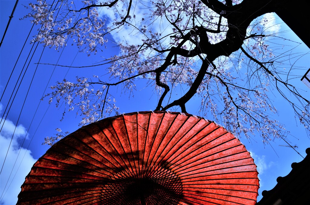 春空に桜花。。。！