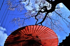春空に桜花。。。！