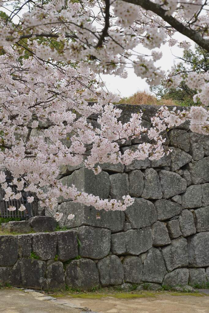 松山城．．百花繚乱　➁。。。！