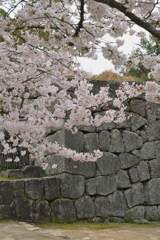 松山城．．百花繚乱　➁。。。！