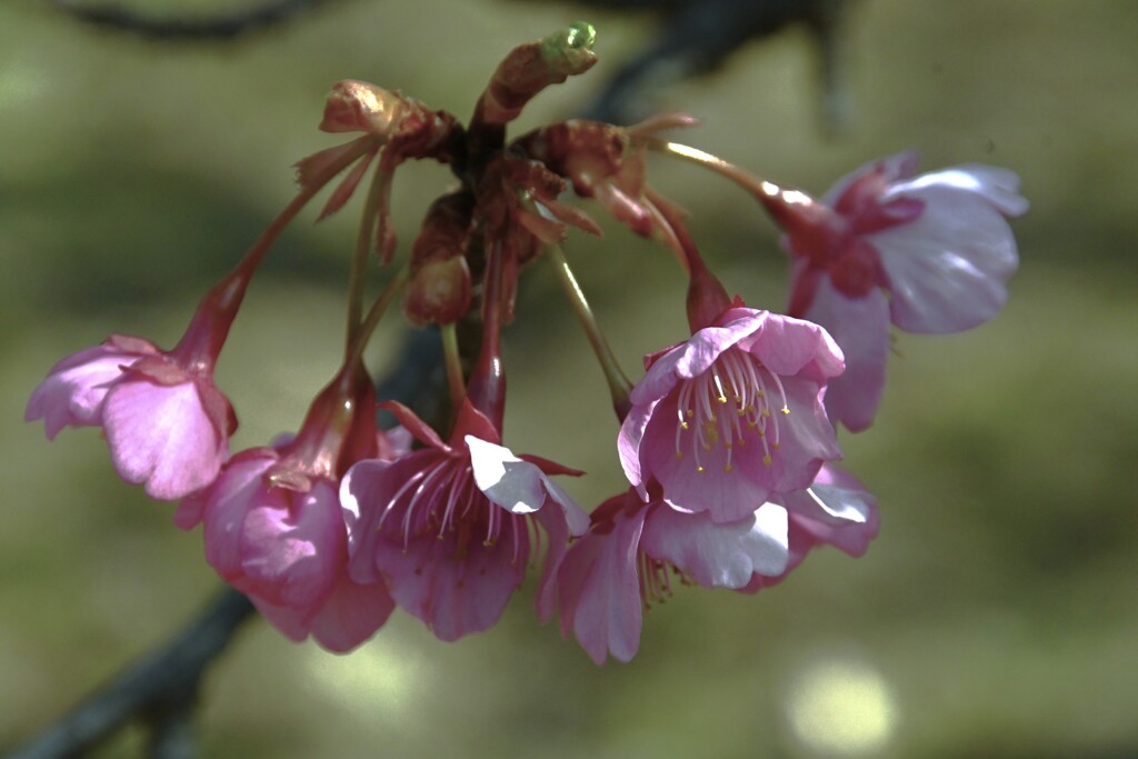 野間の河津桜　①。。。！