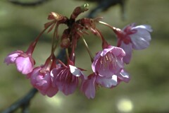 野間の河津桜　①。。。！
