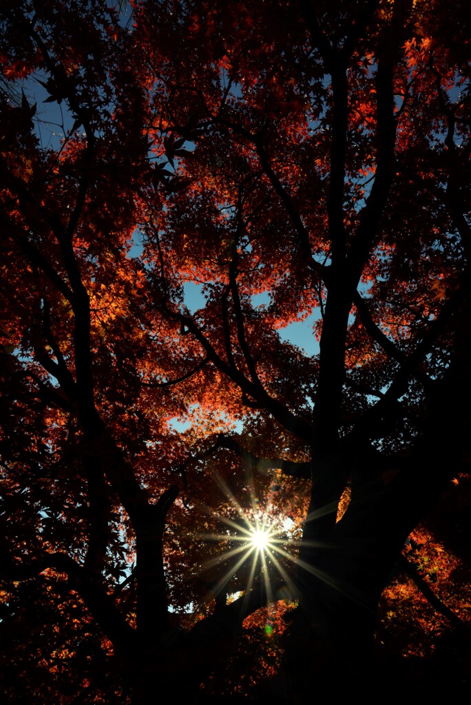 錦絵の古都【東福寺編】　⑤