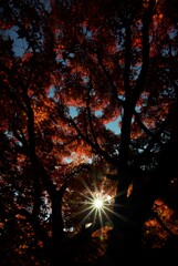 錦絵の古都【東福寺編】　⑤