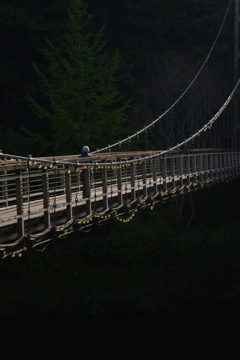紅葉と吊り橋　①。。。！
