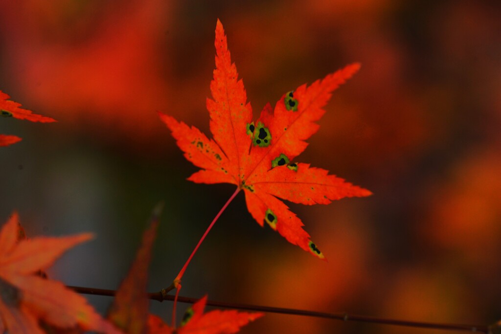 秋彩原色　⑥。。。！