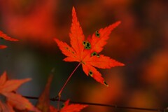 秋彩原色　⑥。。。！