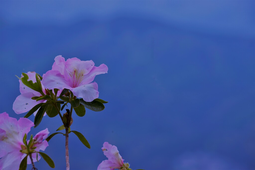 春待ちわびる。。。！