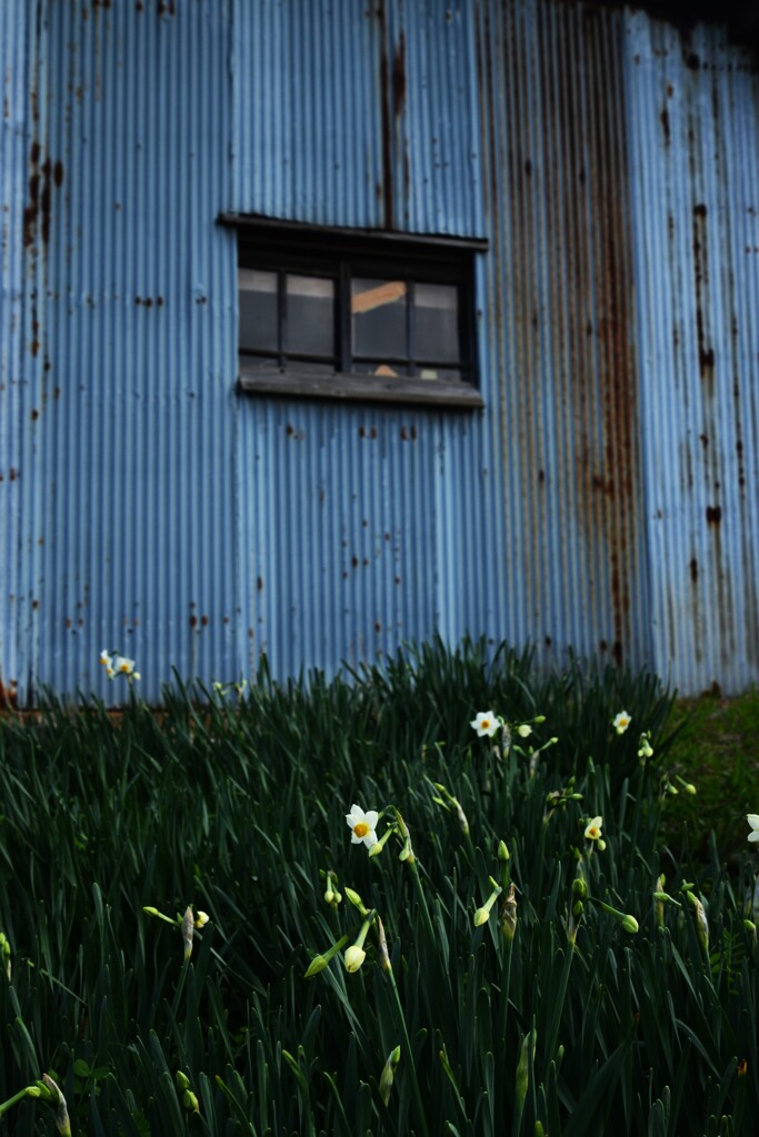 清らかな白水仙　➁。。。！