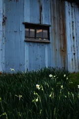 清らかな白水仙　➁。。。！