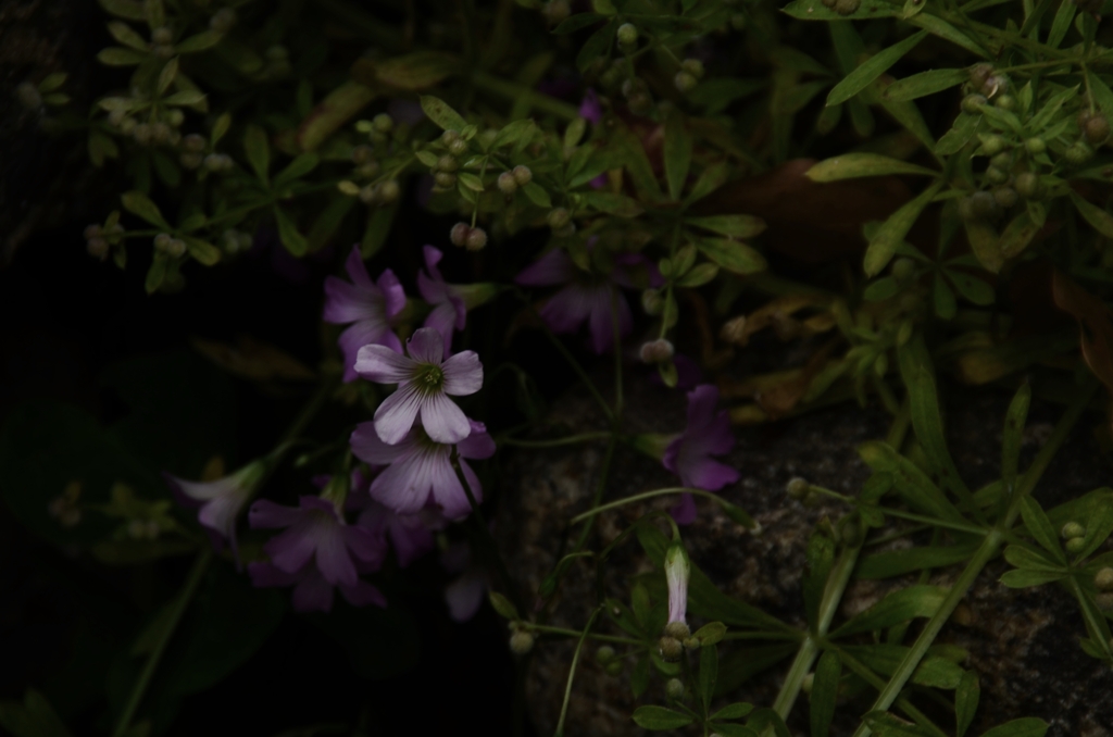 島の，おうちの軒先に、こんな花。。。！