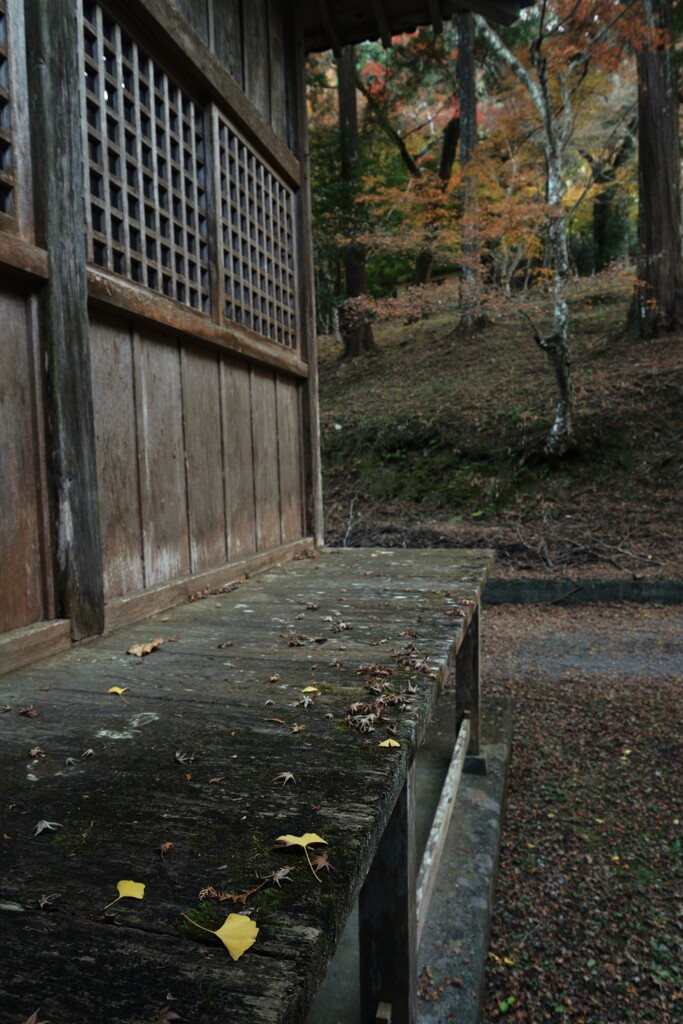 淋しい秋の終わり　④。。。！