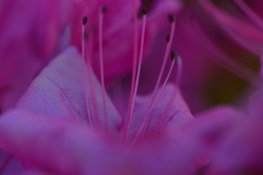 紅のカーテンコール。。。！