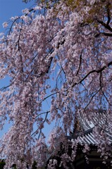 春空と枝垂桜。。。！