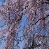 春空と枝垂桜。。。！