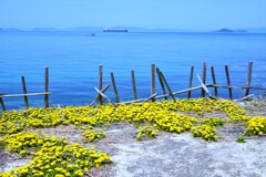 青い海と黄色い絨毯　➂。。。！