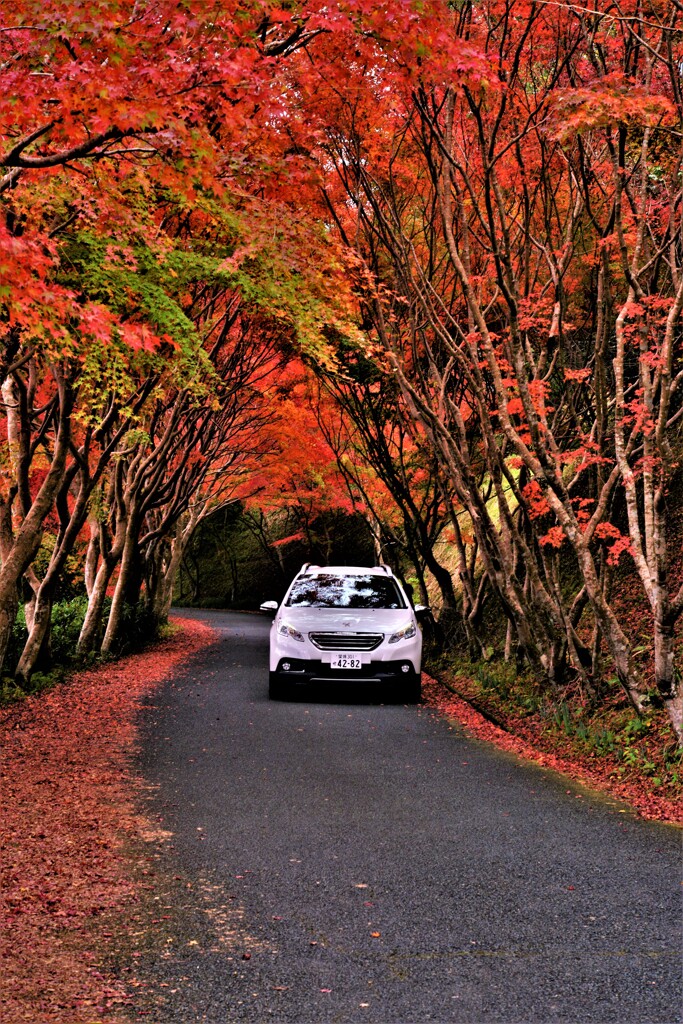 紅葉トンネルをドライブ。。。！