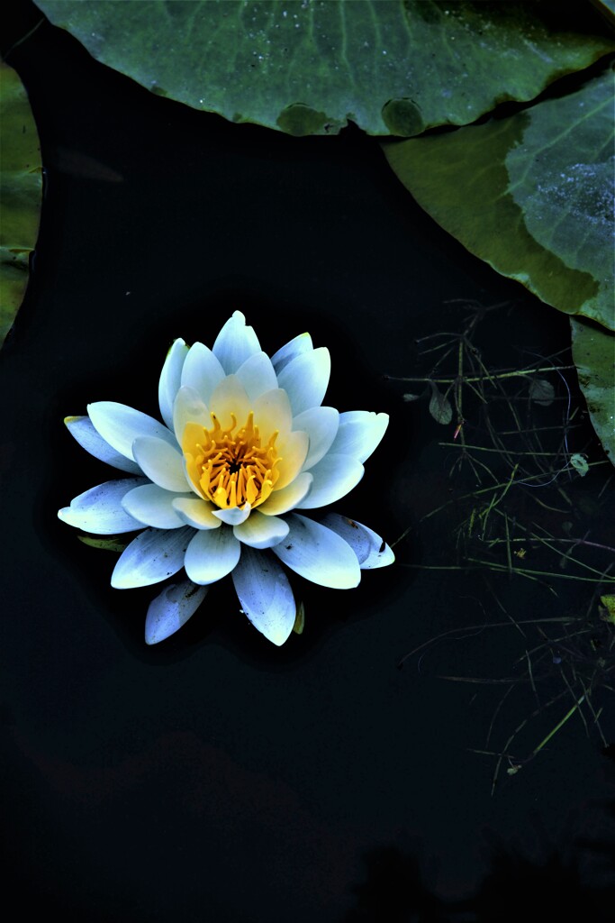 憂いを漂わせ　③。。。！