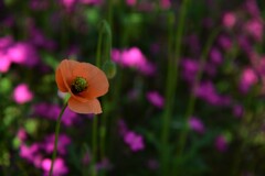 小さな公園の花たち　②。。。！
