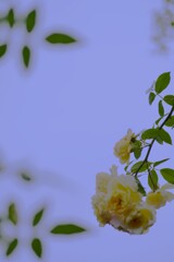 秋バラの詩　②。。。！