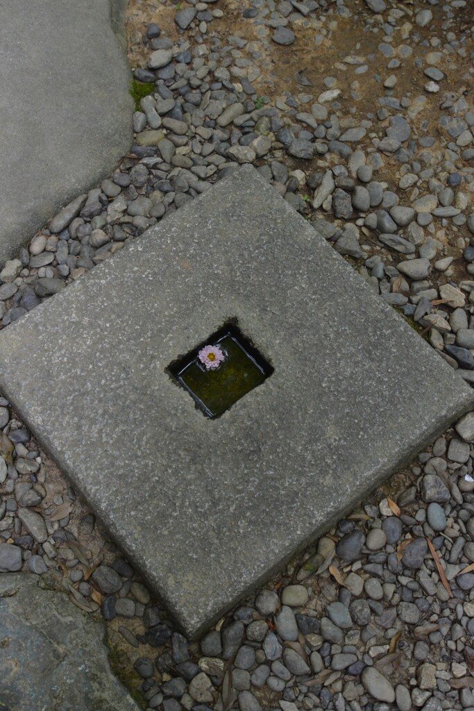 ひとひらの華。。。！