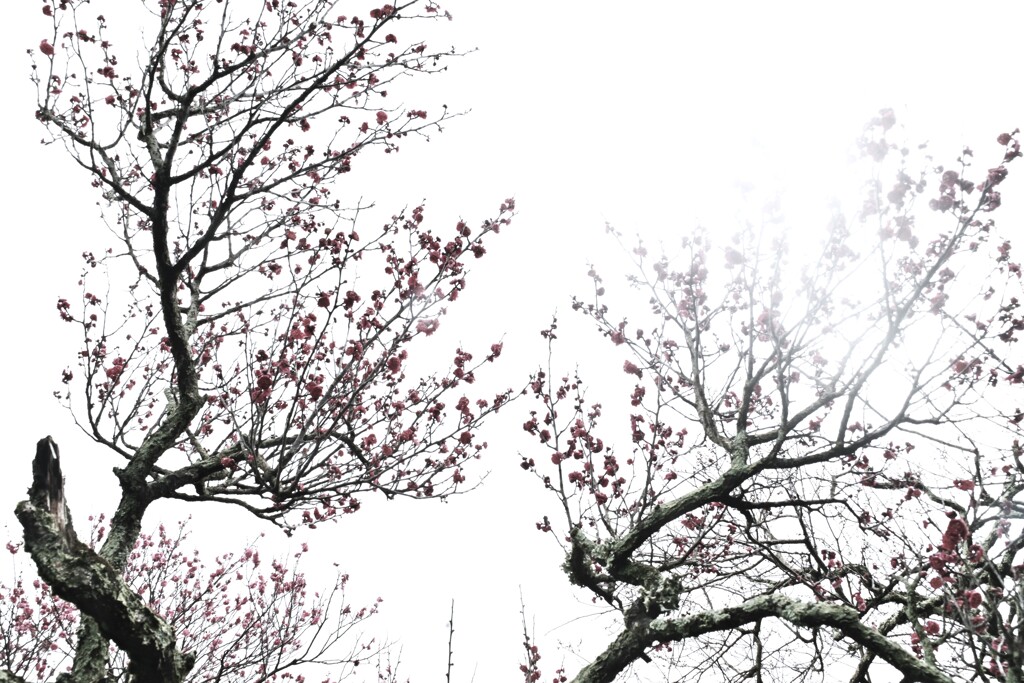 凍えながら咲き誇る　②。。。！