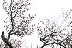 凍えながら咲き誇る　②。。。！