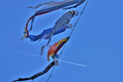 五月空に泳ぐ。。。！