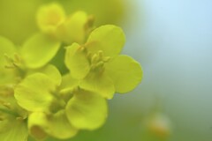 菜の花の春まだ浅し　➂。。。！