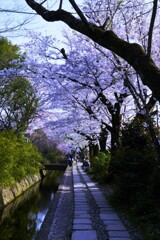 小径に春を呼ぶ。。。！