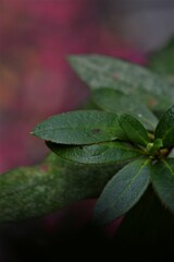 ひそやかに芽吹く　②。。。！
