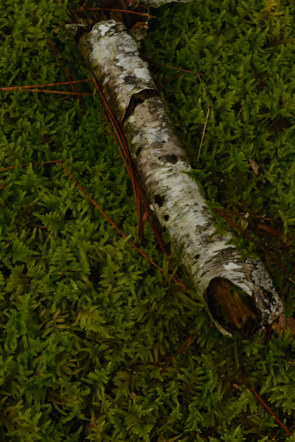 この秋を探して　⑤。。。！