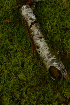 この秋を探して ⑤。。。! この秋を探して ⑤。。。!